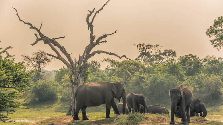 Yala National Park