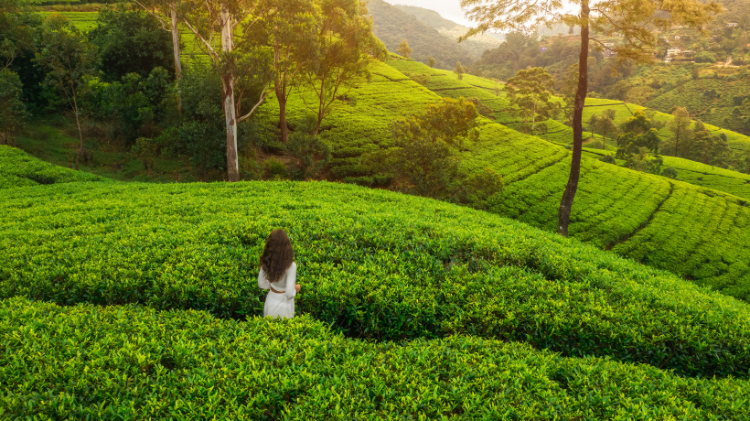 Nuwara Eliya